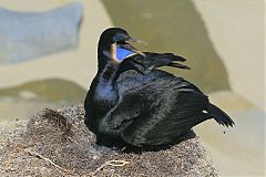 Brandt's Cormorant